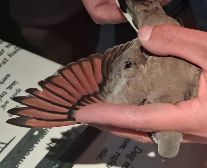 Namaqua Dove - Bird ringing near the Maskam