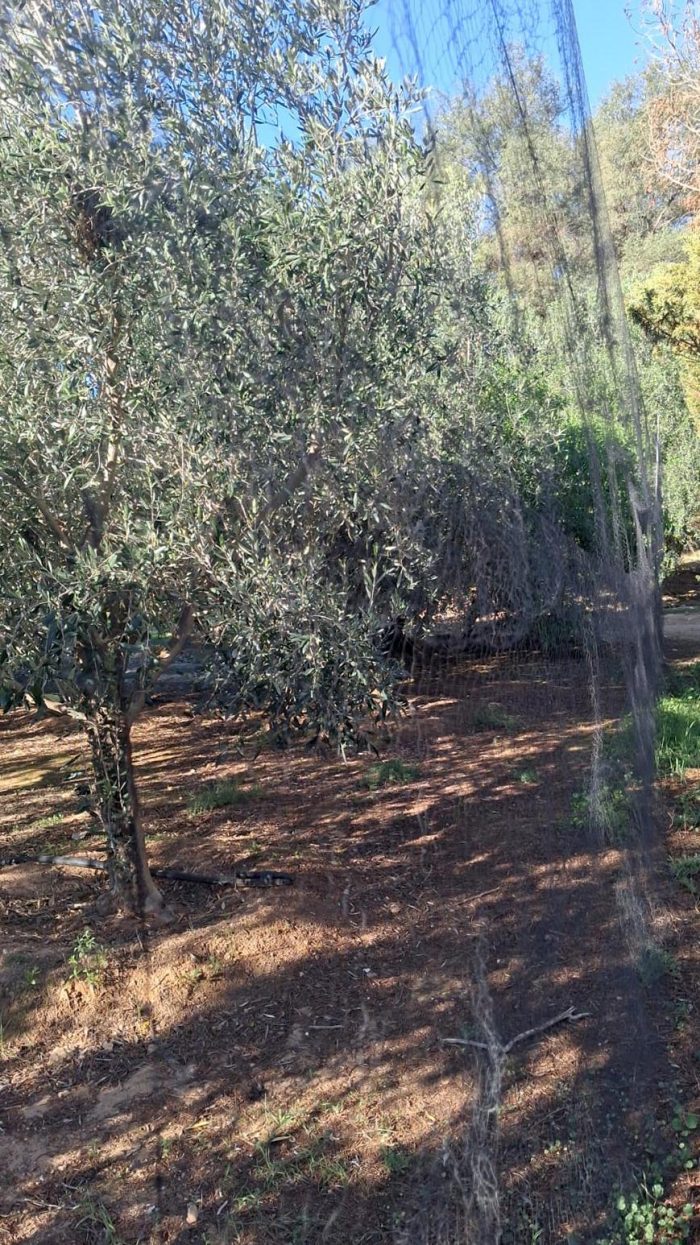 Bird ringing near the Maskam