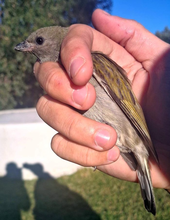 Lesser Honeyguide : Botuin : Bird ringing near the Maskam