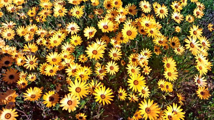 Namaqua Daisies in the Maskam