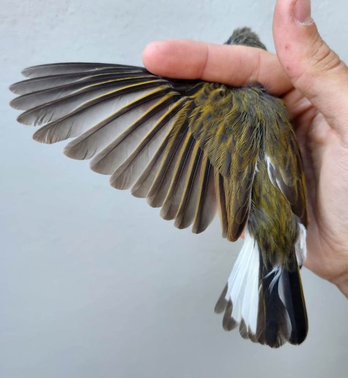 Lesser Honeyguide wing: Bird ringing near the Maskam