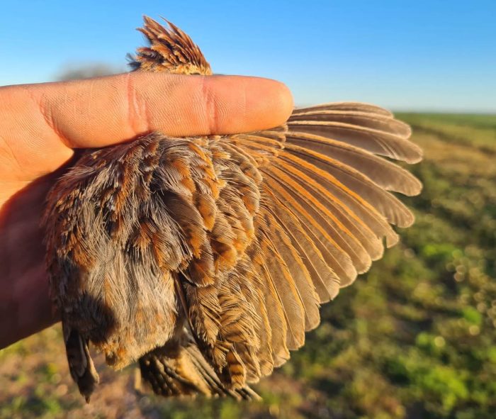 Cape Clapper Lark : Bird ringing near the Maskam