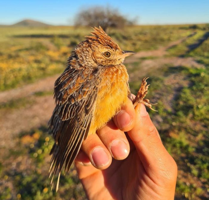Cape Clapper Lark