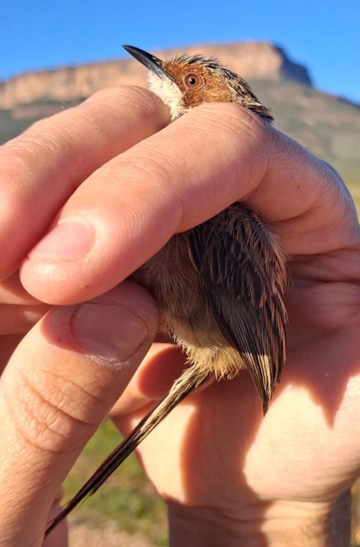 Rufous-eared Warbler : Bird ringing near the Maskam