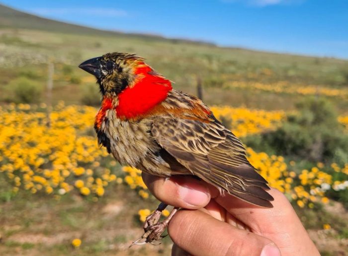 Southern Red Bishop : male in partial breeding plumage