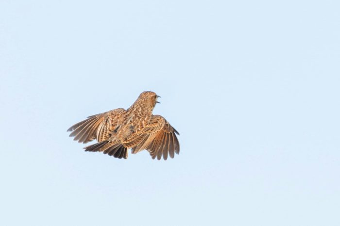 Cape Clapper Lark displaying