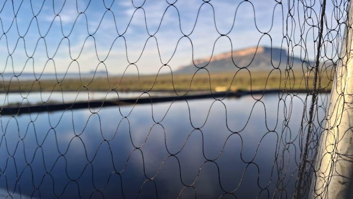 Vanrhynsdorp Sewage Warks : Bird ringing near the Maskam