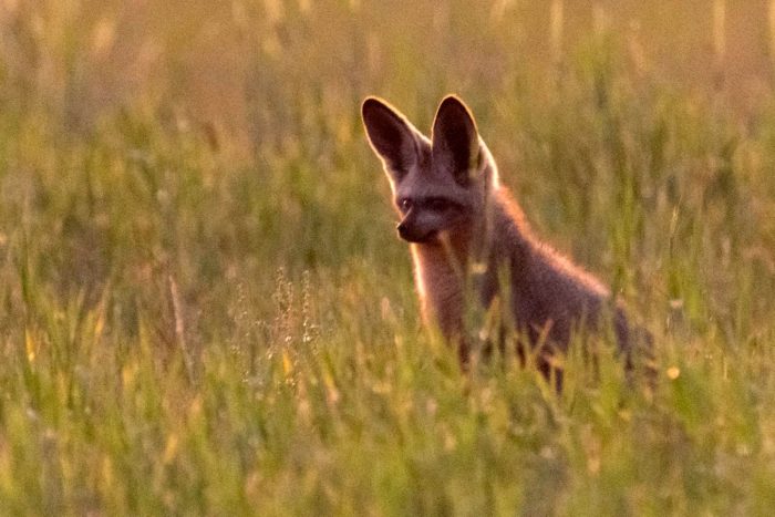 Bat-eared Fox in the Maskam