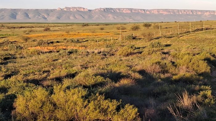 Lark Site : Bird ringing near the Maskam