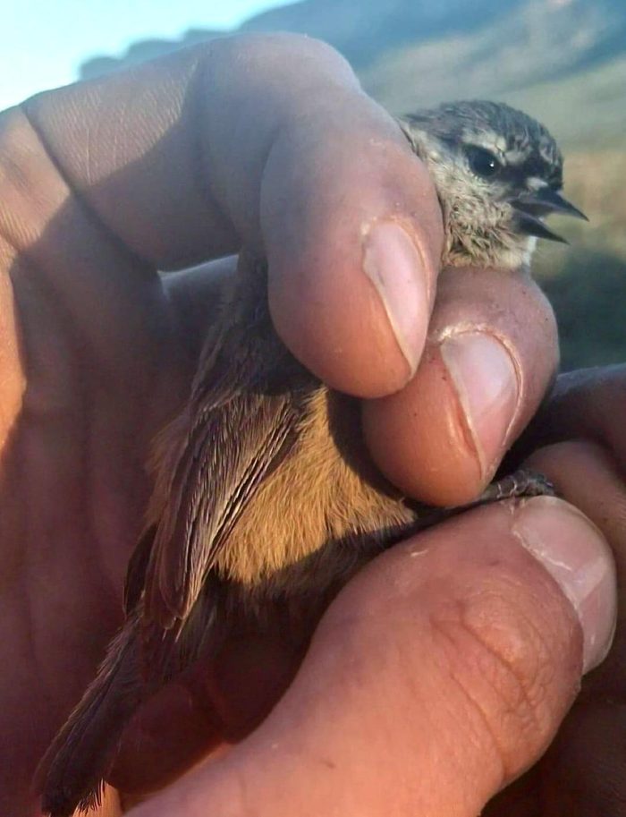 Cape Penduline Tit