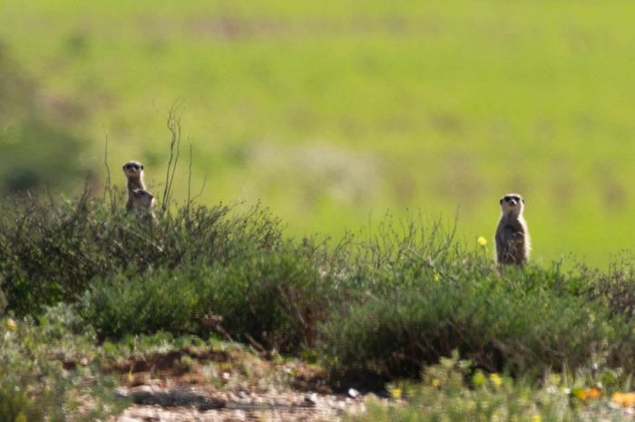 Suricates in the Maskam