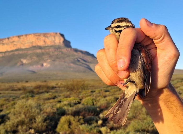 Cape Bunting : Bird ringing near the Maskam