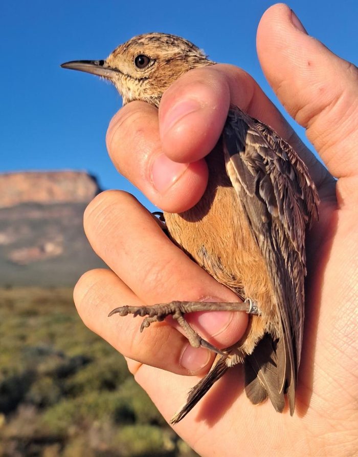 Spike-heeled Lark : Bird ringing near the Maskam