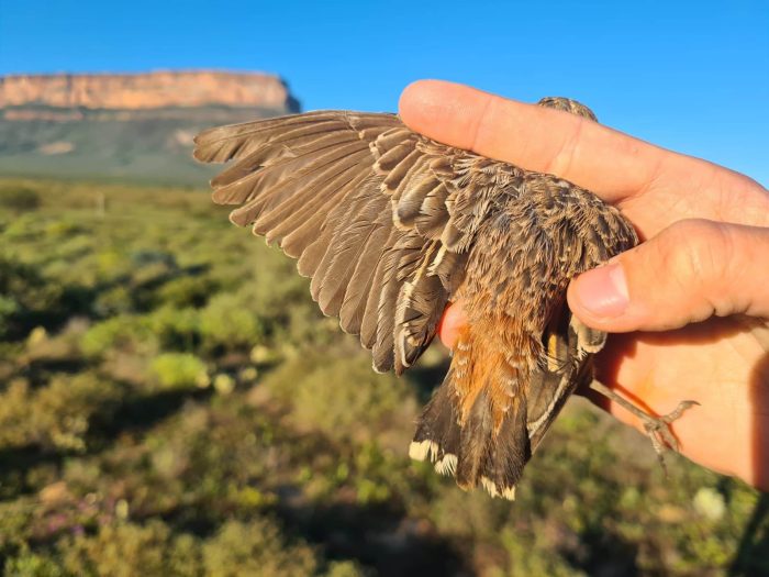 Spike-heeled Lark --- wing
