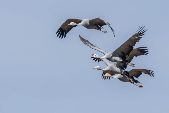 Blues Cranes in the Maskam
