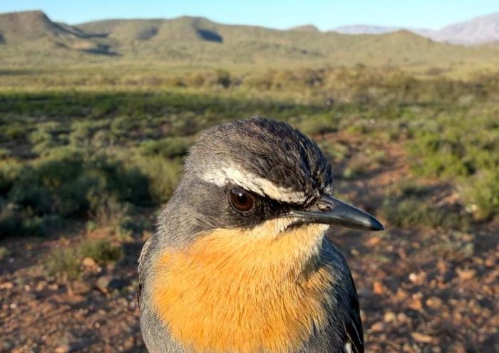 Cape Robin-chat : Bird ringing Ouberg July 2026