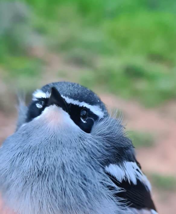 Fairy Flycatcher : Bird ringing Ouberg July 2026