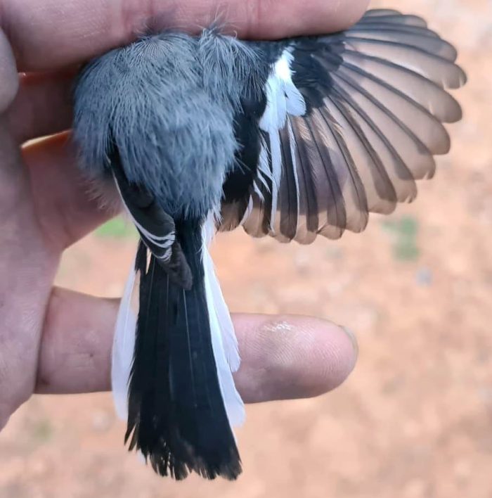Fairy Flycatcher