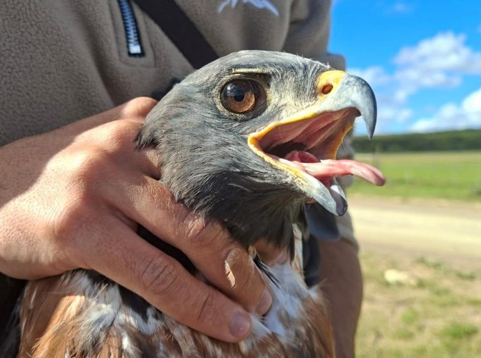 Jackal Buzzard : Ringing at Nuwejaars Wetlands June 2026