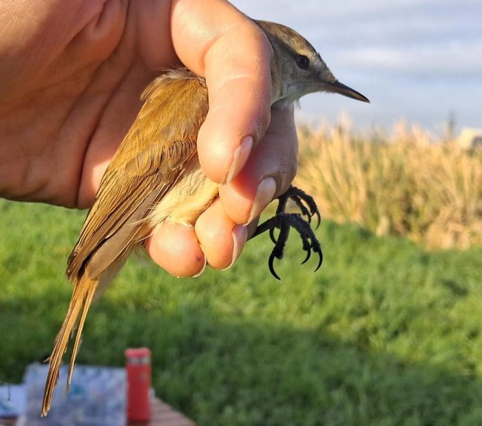 Lesser Swamp Warbler : Bird ringing at Strandfontein July 2026