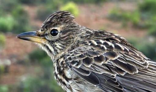 Large=billed Lark