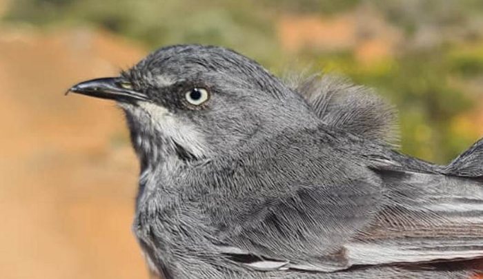 Layard's Warbler : Bird ringing Ouberg July 2026