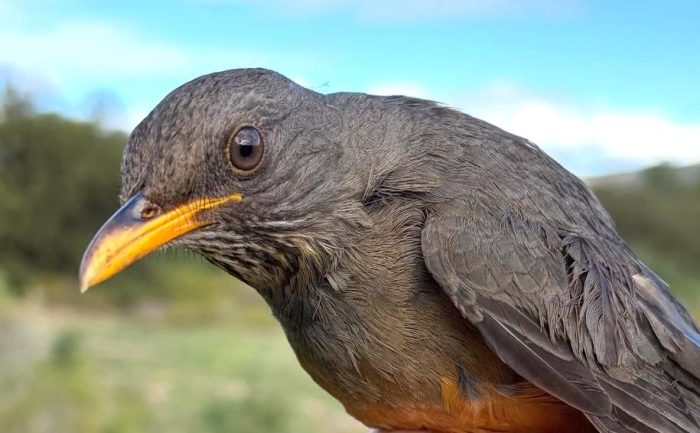 Olive Thrush Bird ringing Ouberg July 2026