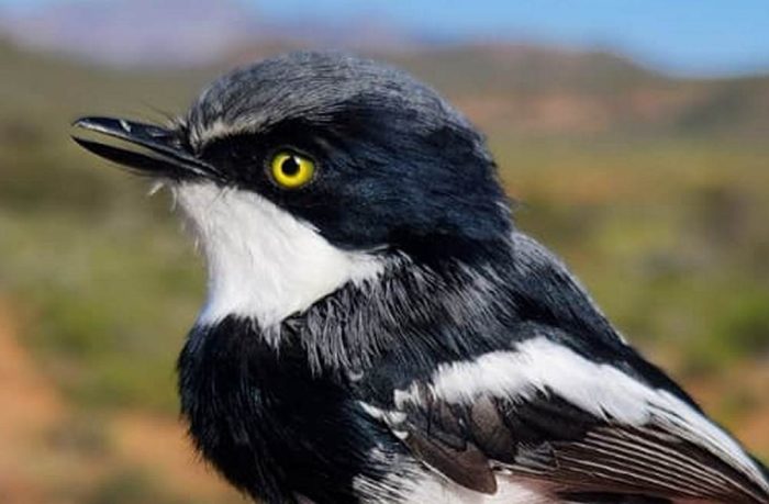 Pririt Batis : Bird ringing Ouberg July 2026