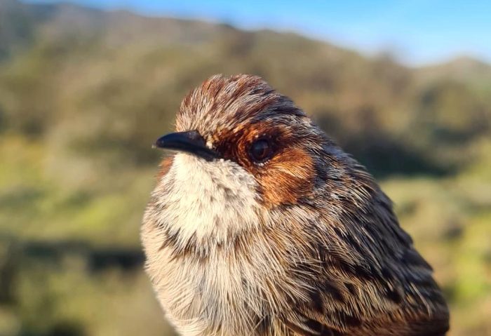 Rufous-eared Warbler : Bird ringing Ouberg July 2026