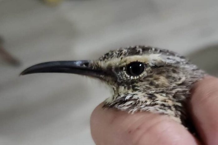 Agulhas Long-billed Lark : Ringing at Nuwejaars Wetlands June 2026