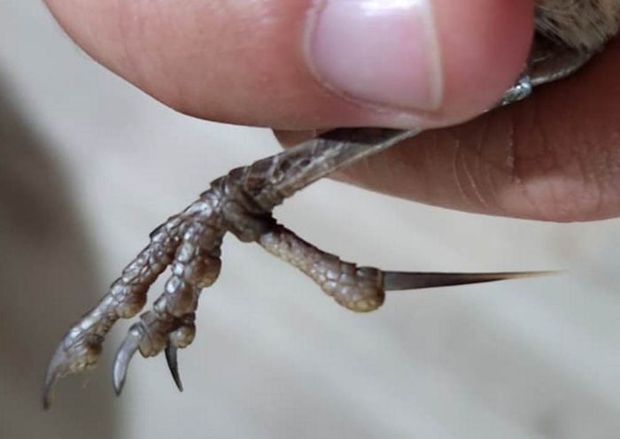 Hind claw of Agulhas Long-billed Lark