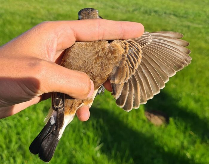 Capped Wheatear : Ringing at Nuwejaars Wetlands June 2026