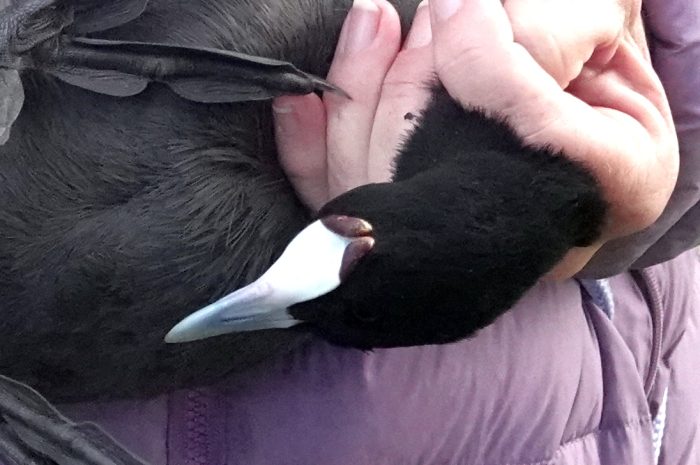 Red knobs of Red-knobbed Coot : Bird ringing at Strandfontein July 2026