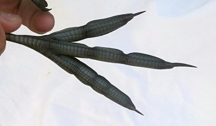 Foot of Red-knobbed Coot : Bird ringing at Strandfontein July 2026