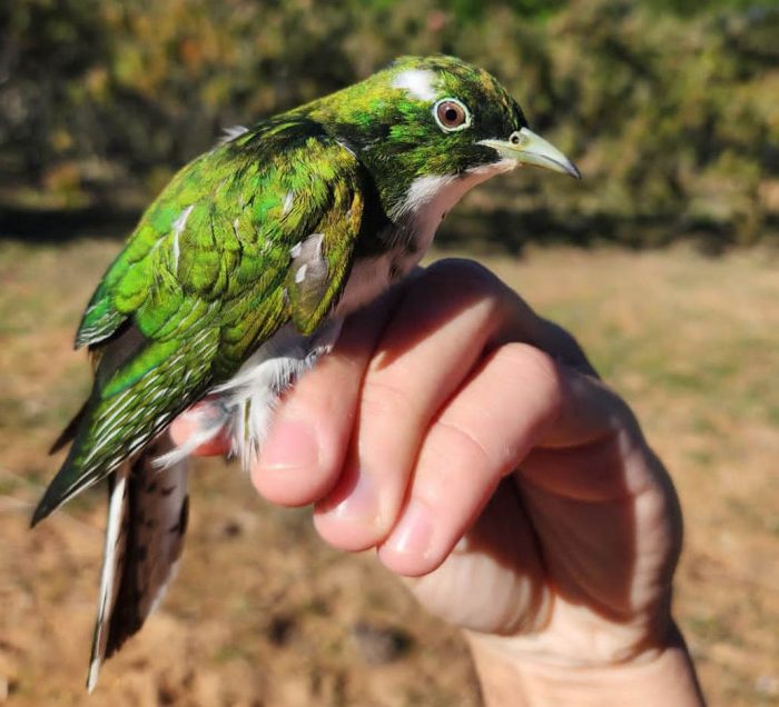 Klaas's Cuckoo :  Ringing at Nuwejaars Wetlands June 2026