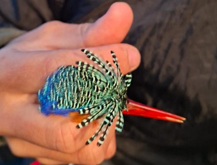 Malachite  Kingfisher headgear : Ringing at Nuwejaars Wetlands June 2026
