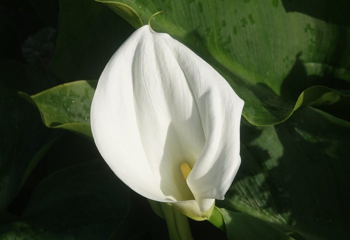 Arum Lily