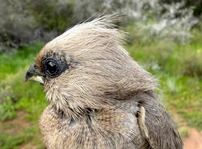 Speckled Mousebird : Bird ringing Ouberg July 2026