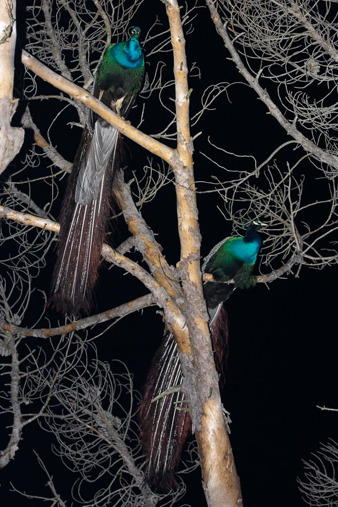 Pavo cristatus at roost