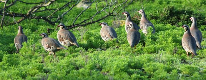 Chukar Partridges on Robben Island