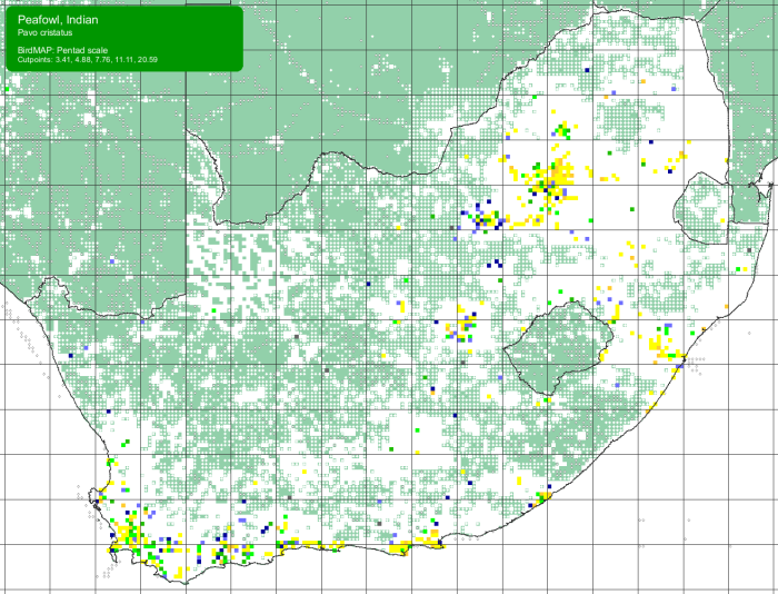 SABAP2 distribution map for Indian Peafowl (Pavo cristatus)