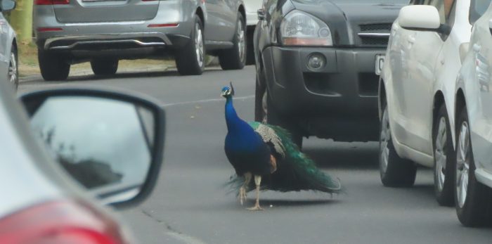 Indian Peafowl (Pavo cristatus)