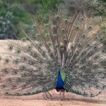 Indian Peafowl