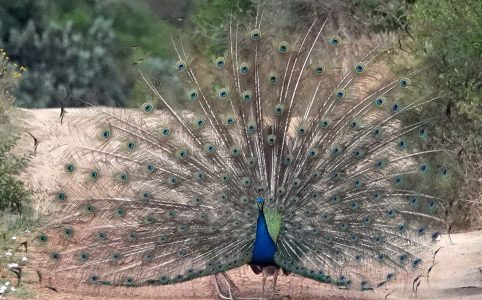 Indian Peafowl