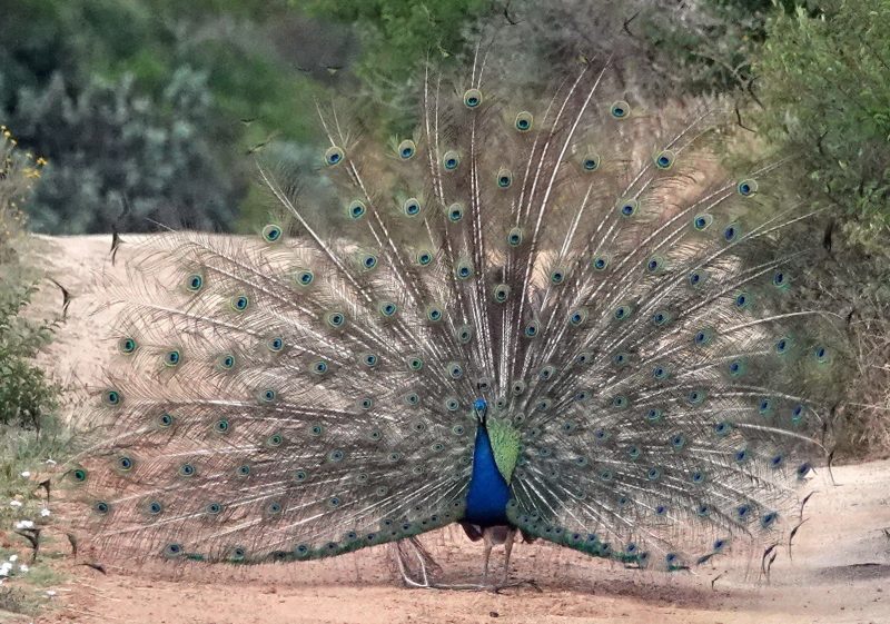 Indian Peafowl