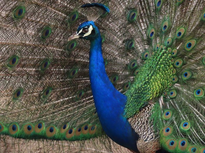 Male Indian Peafowl (Pavo cristatus)