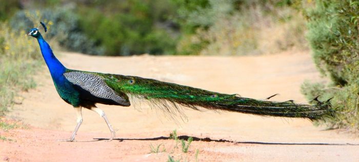 Male Indian Peafowl (Pavo cristatus)