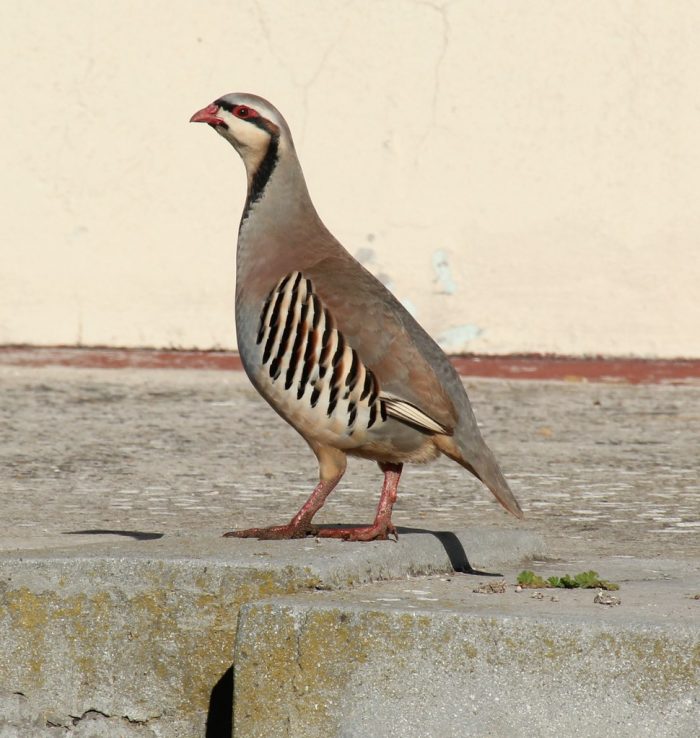 Chukar Partridge 