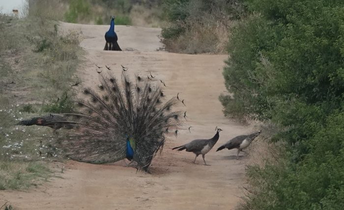 Indian Peafowl (Pavo cristatus) in display