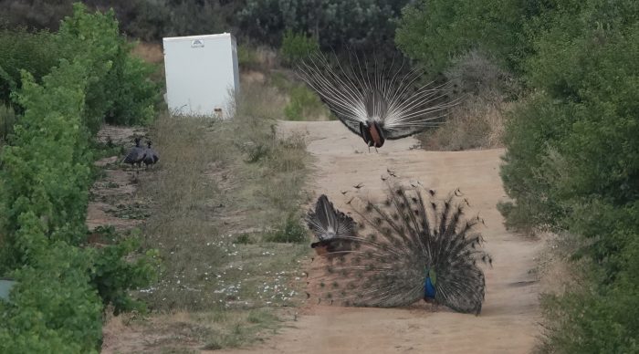 Pavo cristatus
